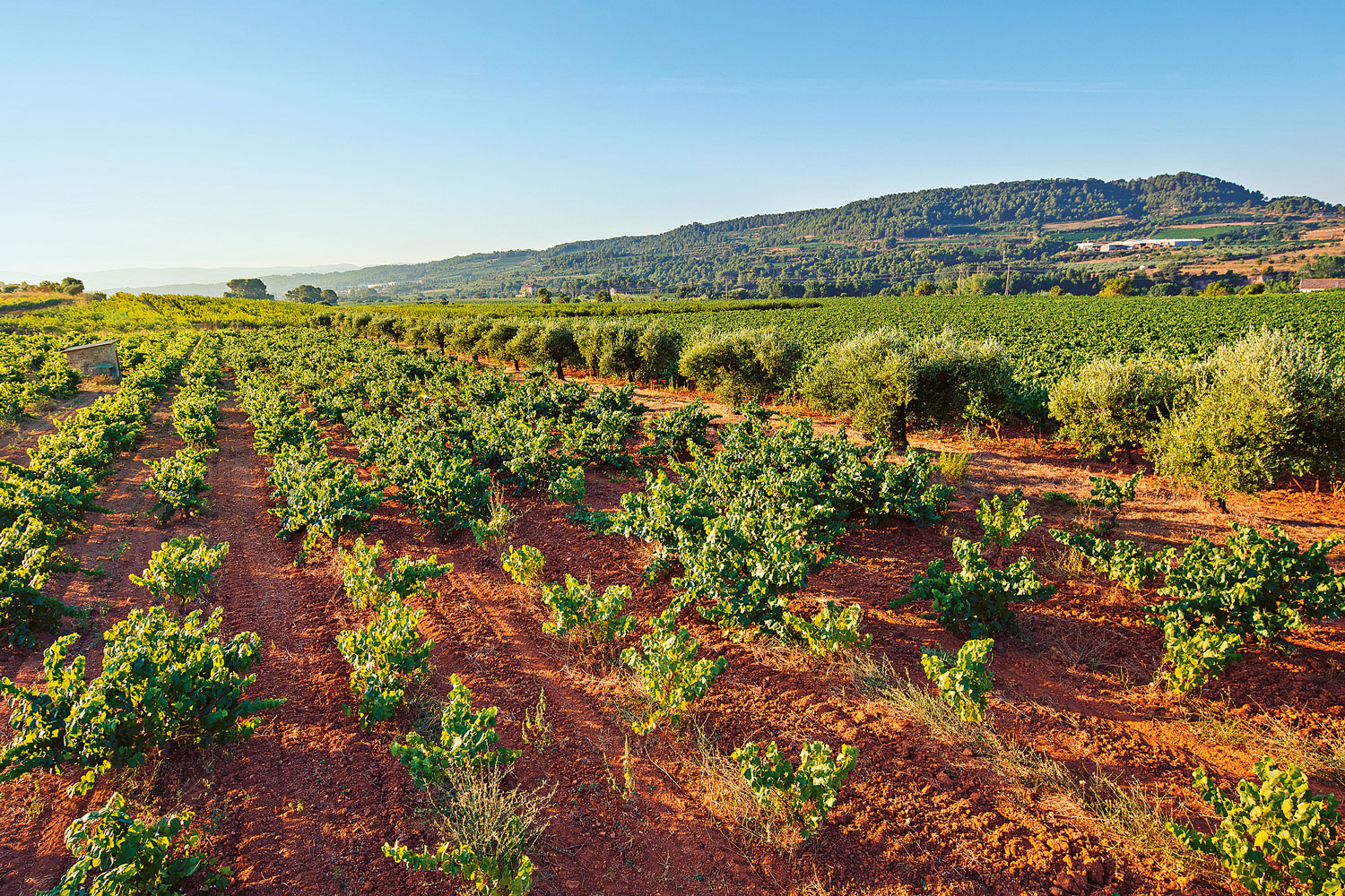 Weingutsbesuch Finca Sabaté i Coca