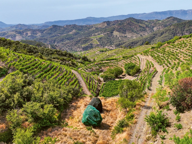 Weingutsbesuch Celler de I' Encastell