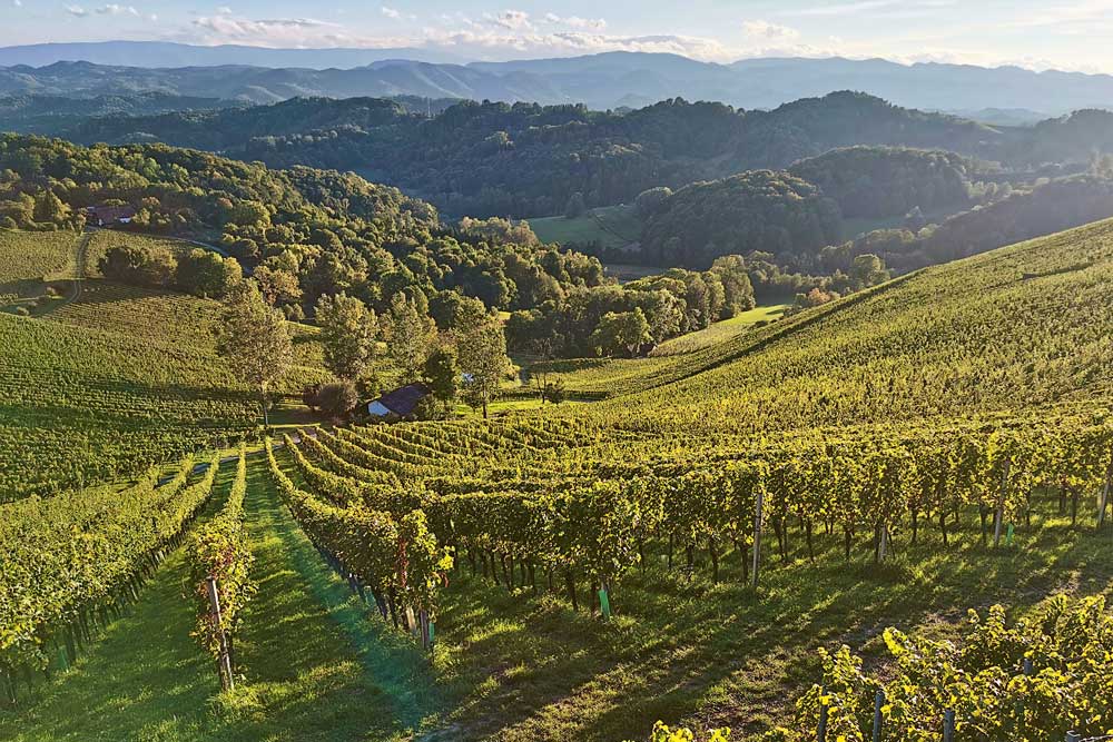 Weingutsbesuch Weingut Tement