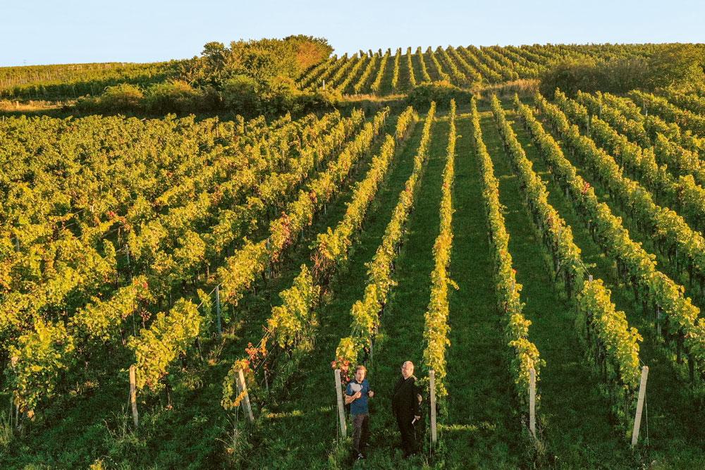 Weingutsbesuch Weingut Heribert Bayer Kellerei In Signo Leonis