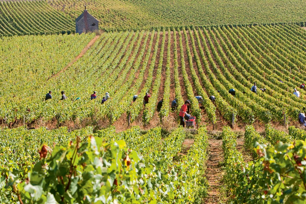 Weingutsbesuch Domaine Chanson