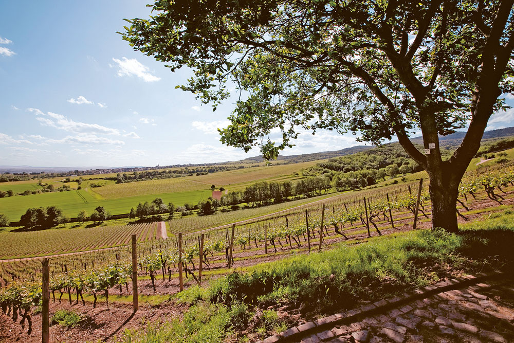 Weingutsbesuch Domänenweingut Schloss Schönborn