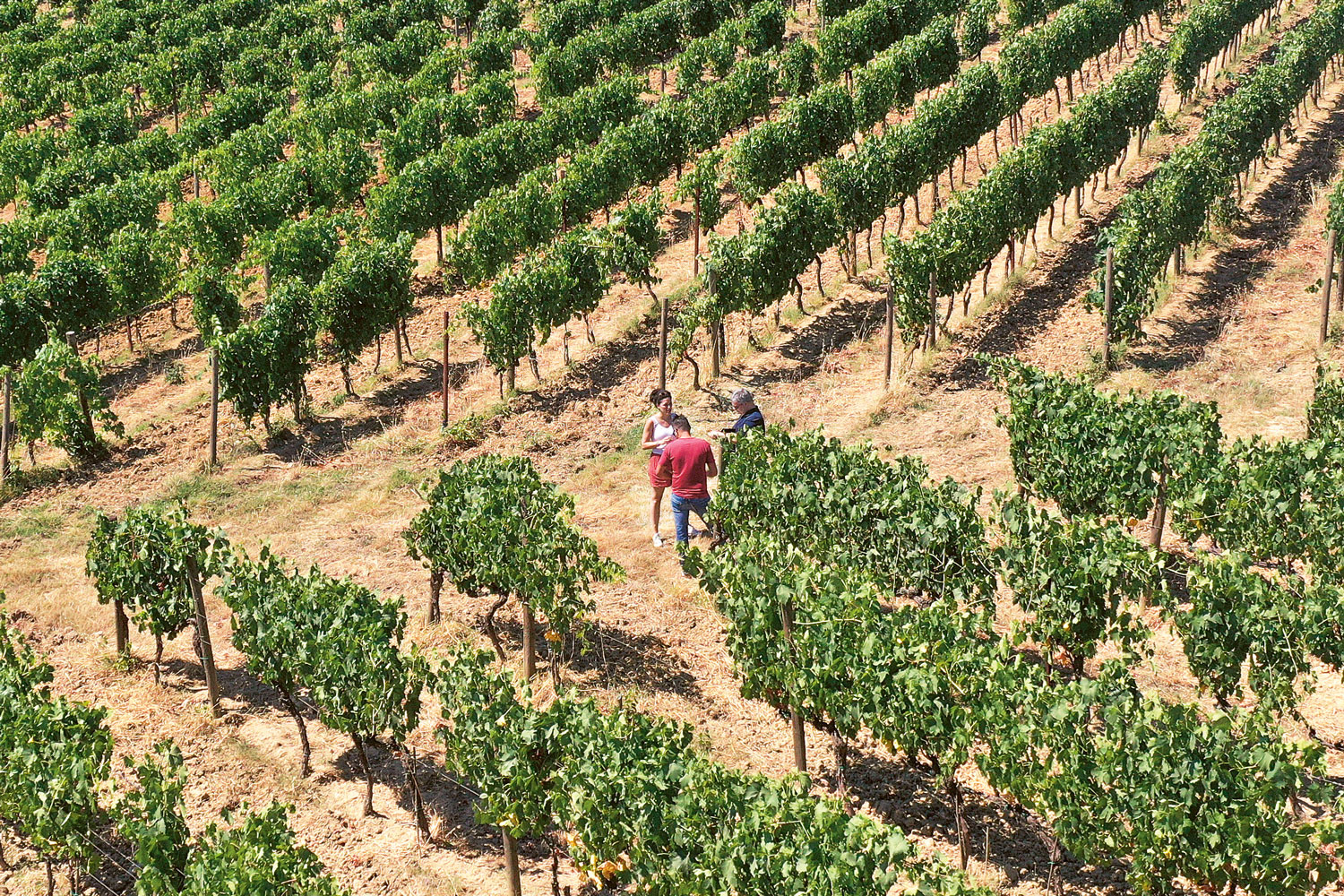 Weingutsbesuch Cantine Dei