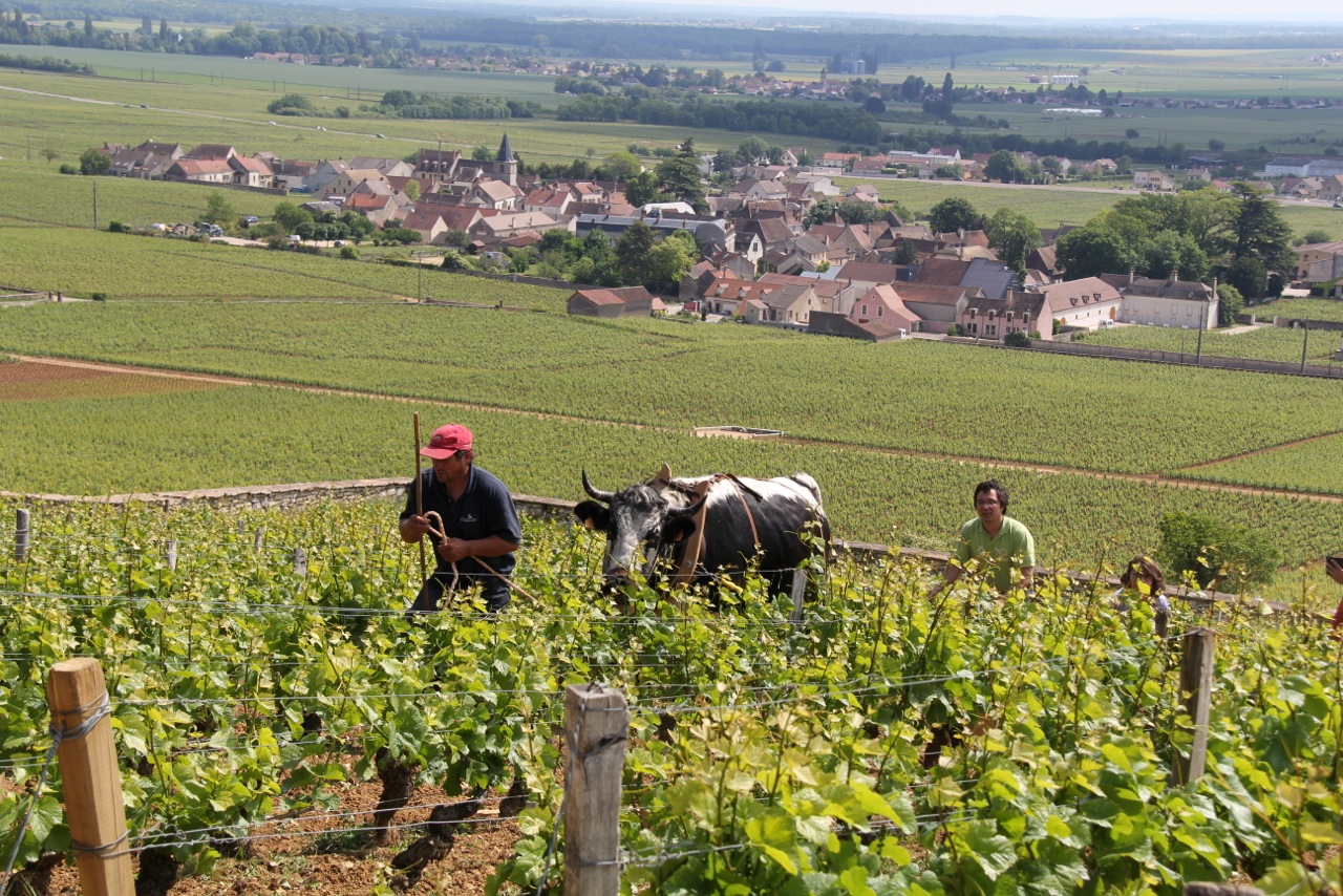 Domaine Manuel Olivier 