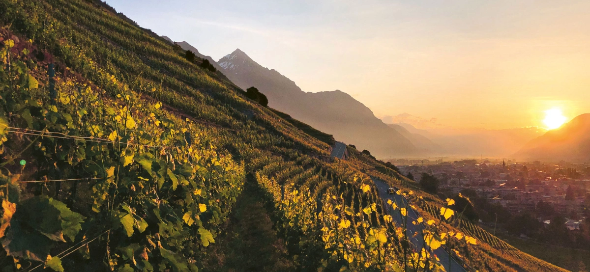 Selection Schwander background image