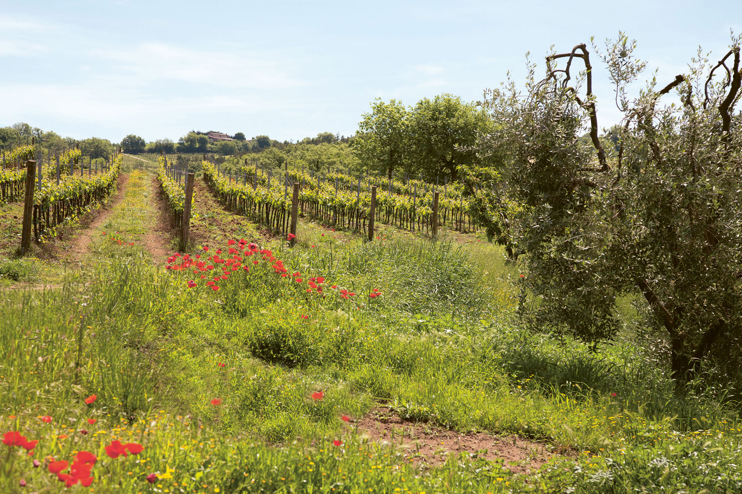 Weingutsbesuch La Carraia Azienda Vinicola
