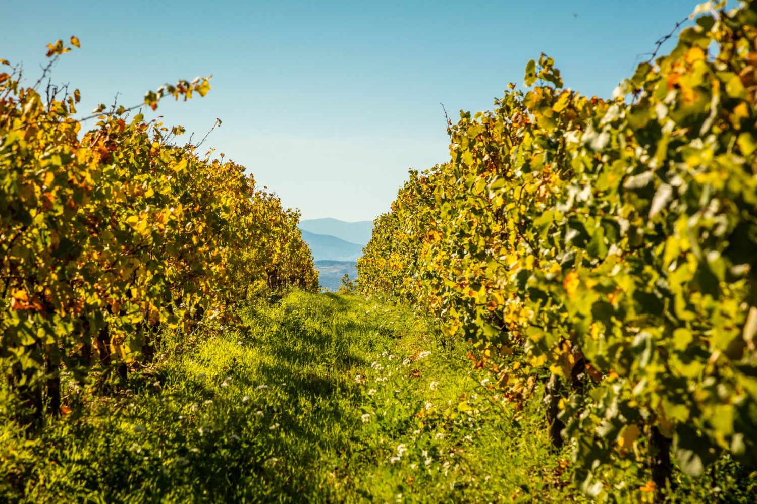 Slider_2_Chateau-Rives-BlanquesGF8KydUDS7ZpJ