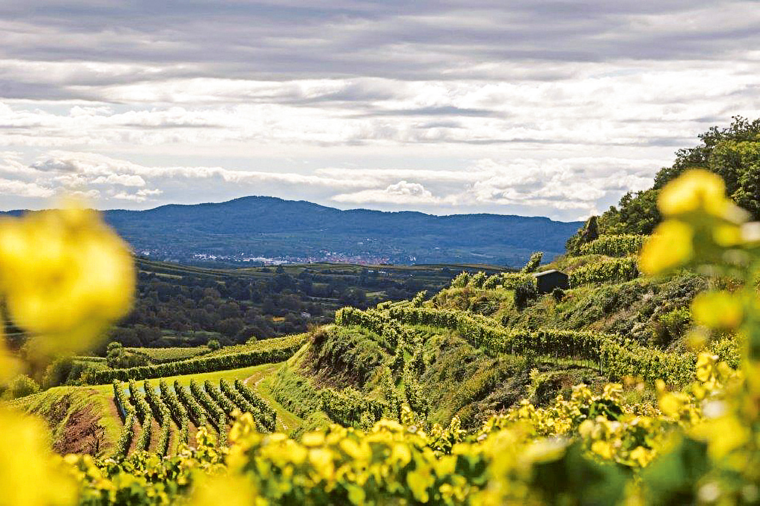 Weingutsbesuch Weingut Bernhard Huber