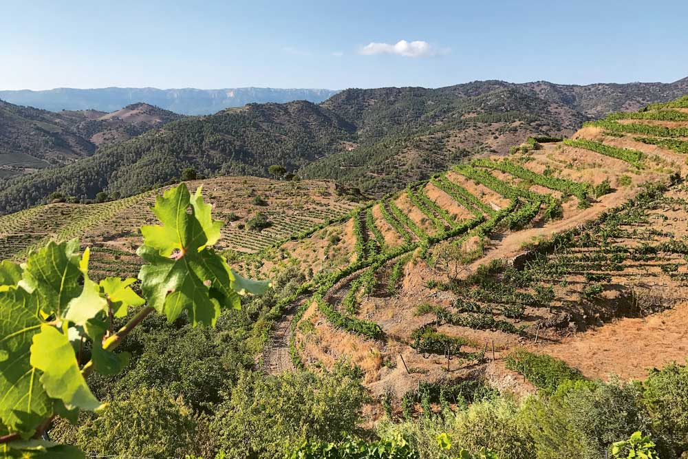 Weingutsbesuch Celler Cal Bessó