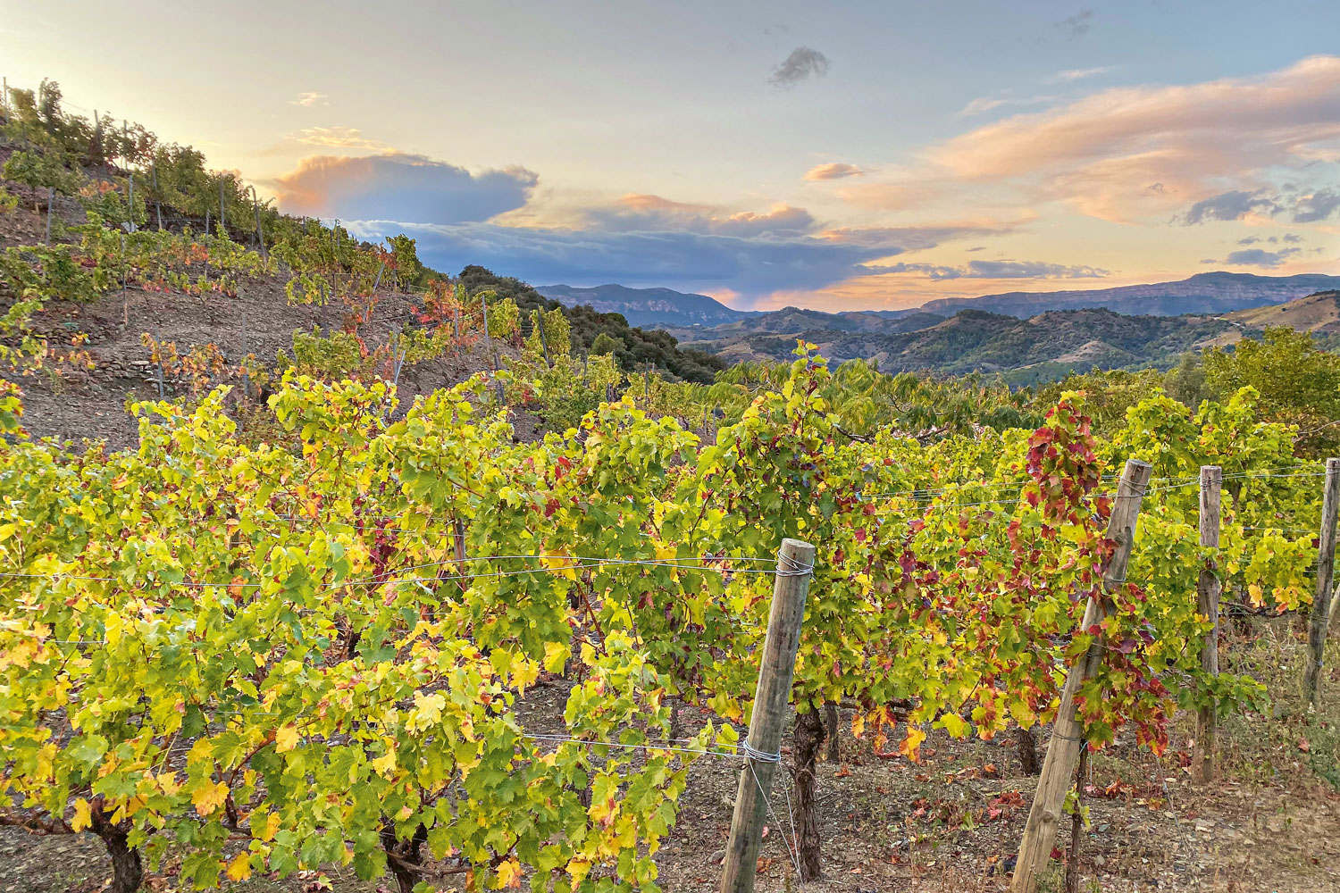 Weingutsbesuch Celler de I' Encastell