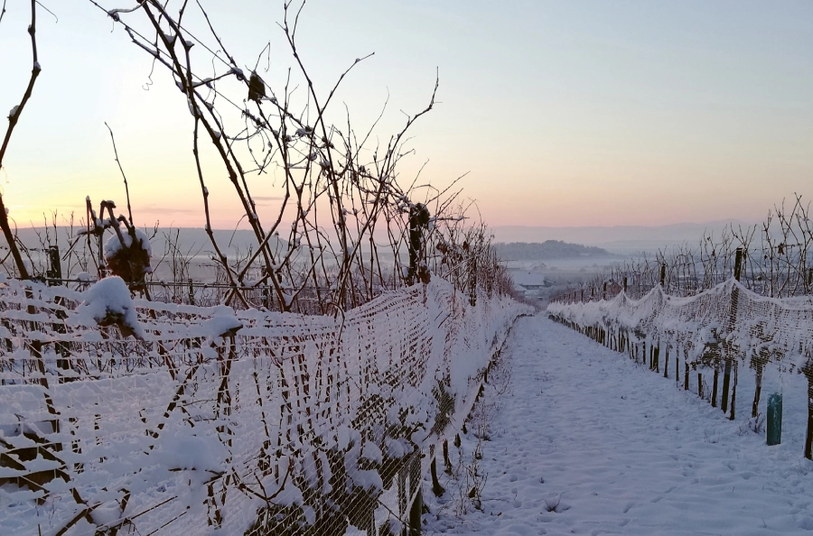 Weingutsbesuch Oskar Hager - Eiswein