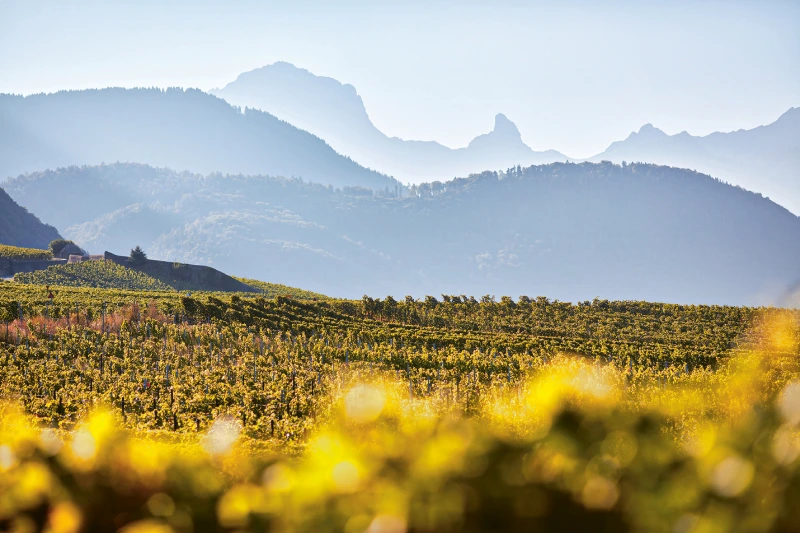 Weingutsbesuch Domaine de la Pierre Latine