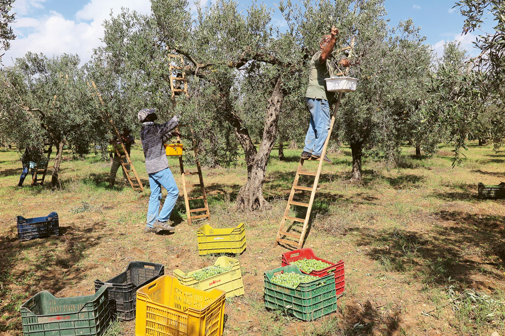 Weingutsbesuch Agroro Societa Agricola A.R.L.
