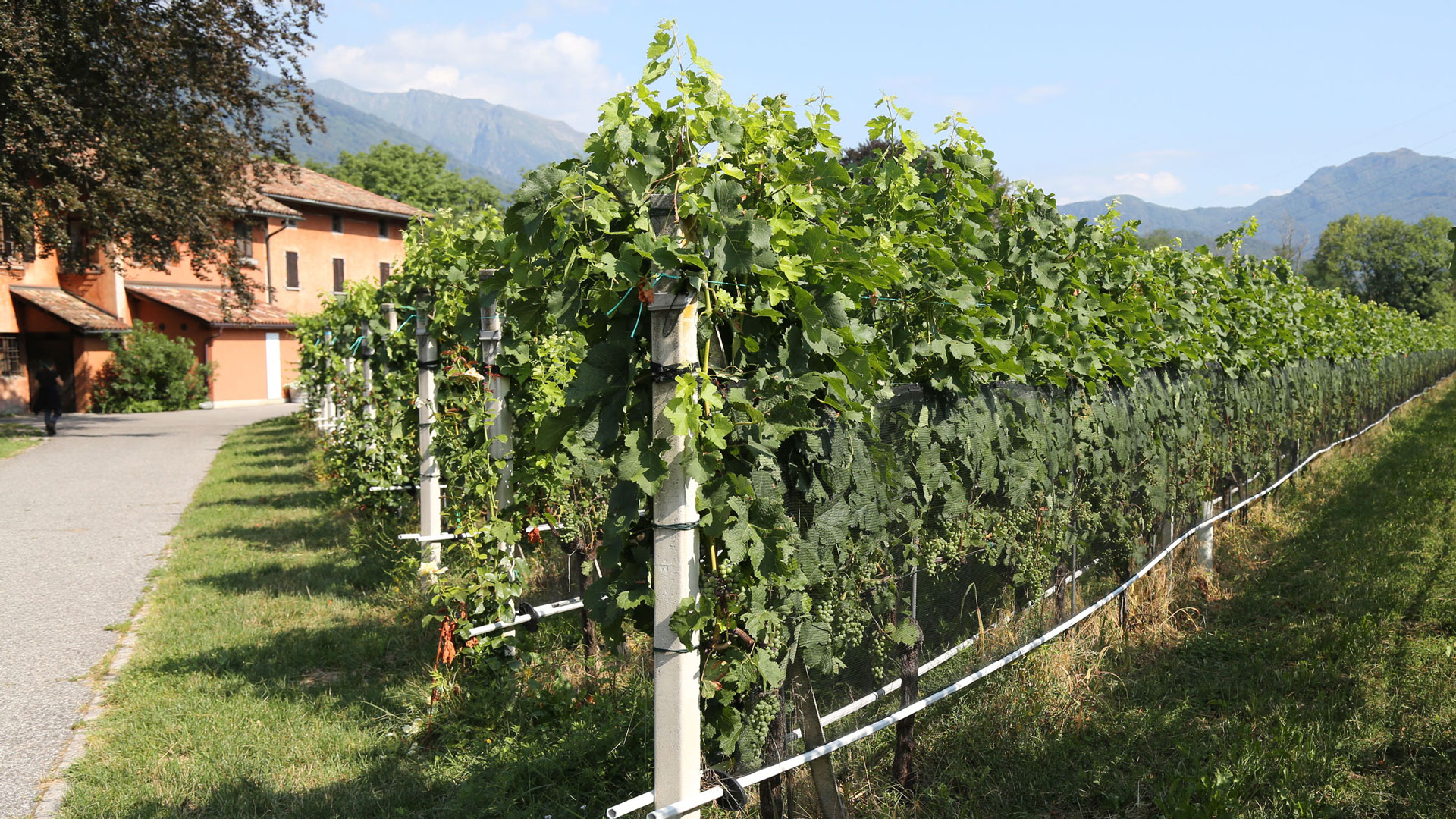 Header_1_Tenuta_bally0afGdVHuRmTev