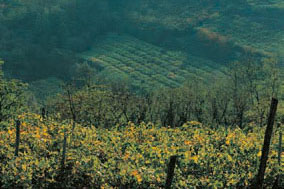 Weingutsbesuch Azienda Agricola Inama