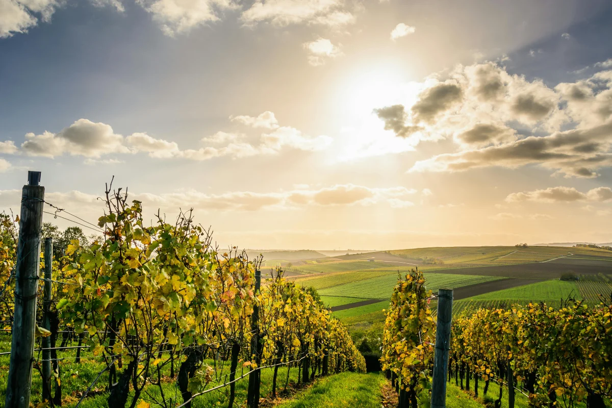 Crémant d'Alsace, AOC Cuvée Prestige - René Muré