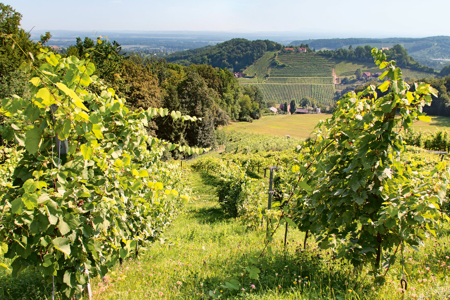 Weingutsbesuch Weingut Tement