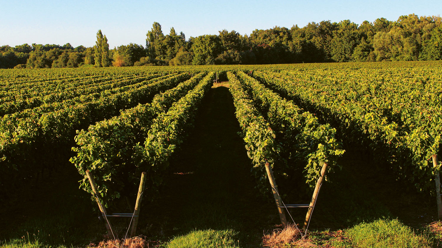 Header_1_bertininereh85ndgHDCVu0k