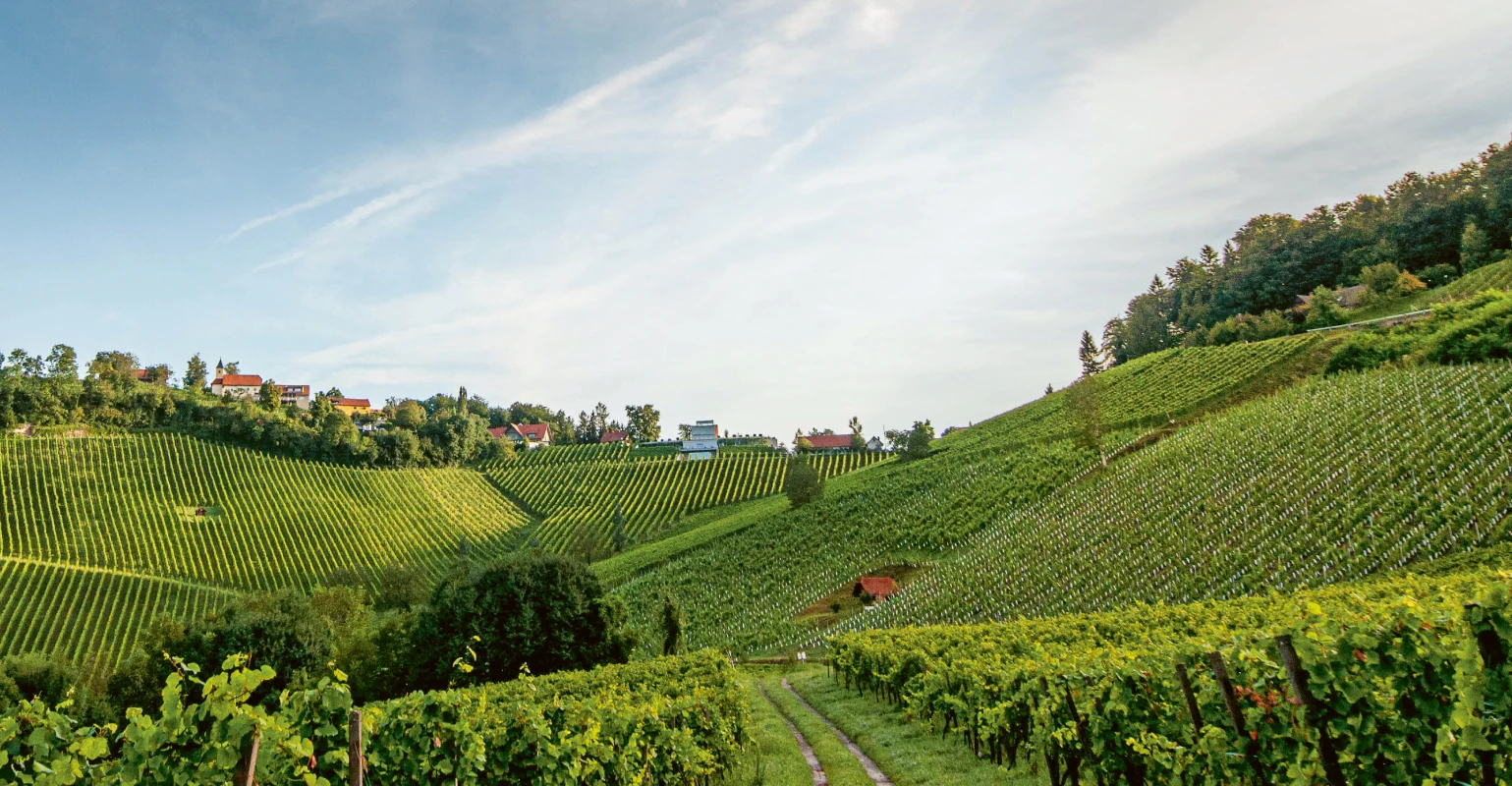 Selection Schwander background image