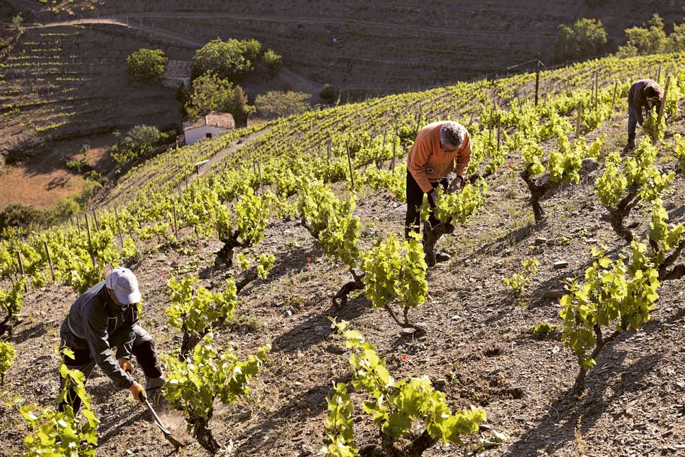 Weingutsbesuch Celler de I' Encastell