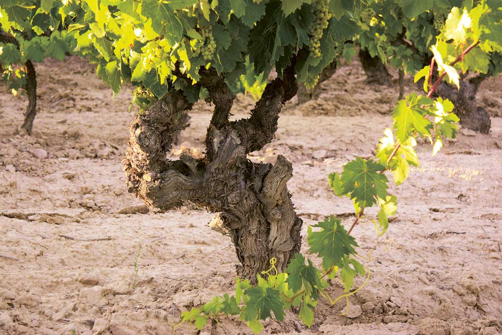Weingutsbesuch Bodegas Murua