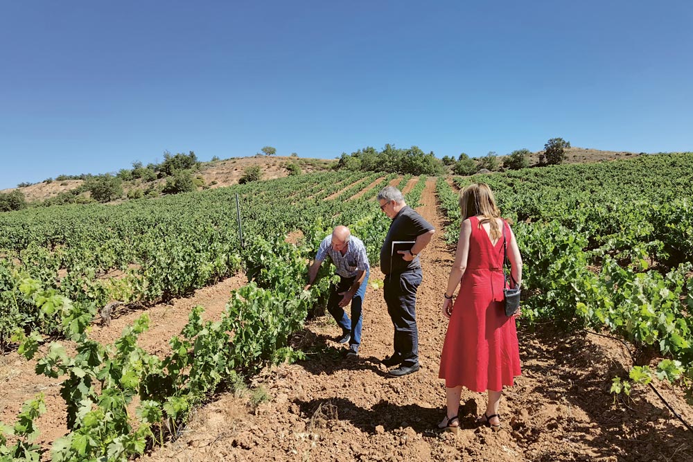 Weingutsbesuch Bodegas Viña Mambrilla