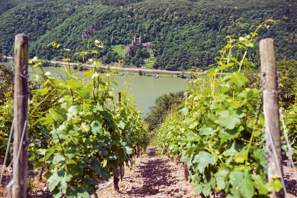 Weingutsbesuch Celler de I' Encastell