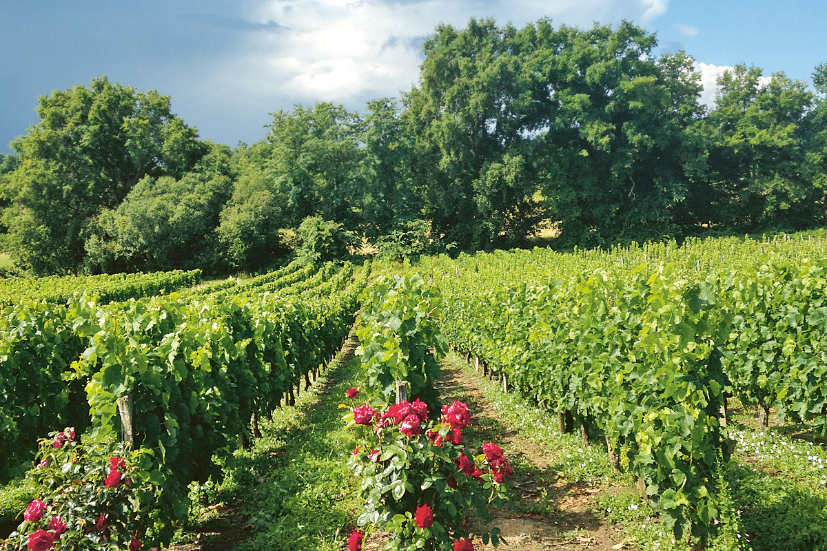 Weingutsbesuch Château Martinat, Côtes de Bourg