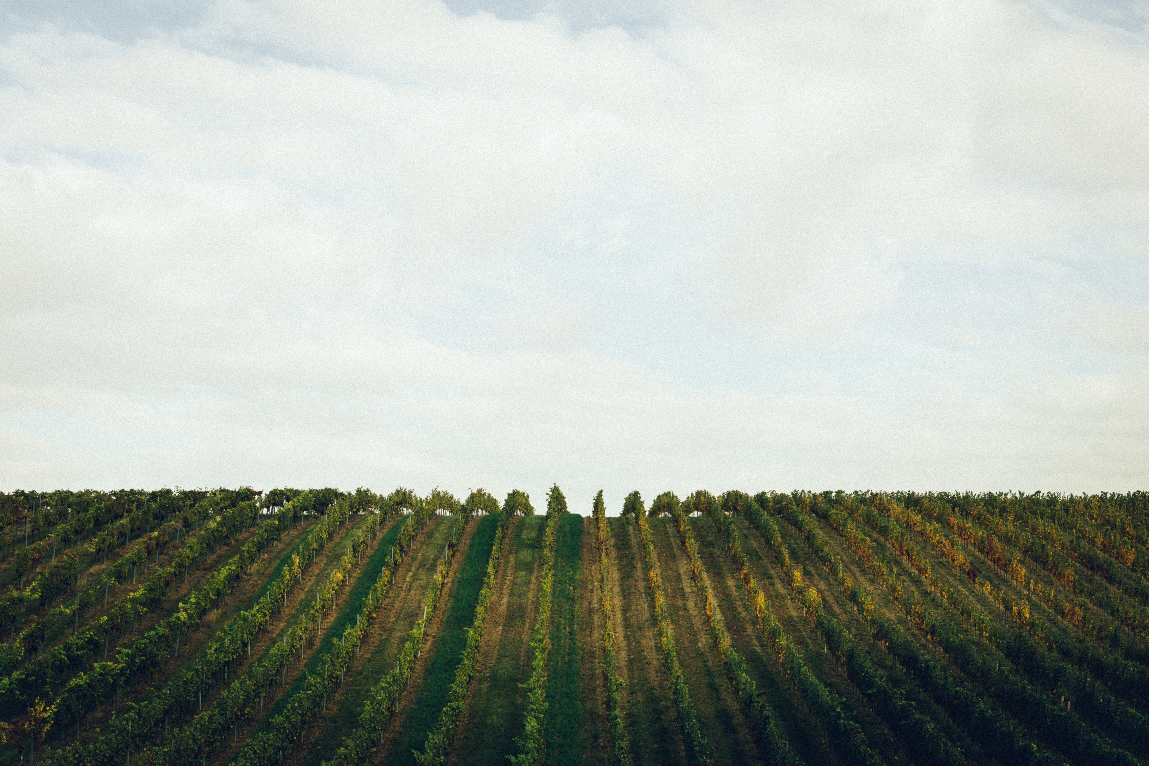 Weingutsbesuch Weingut Pia Strehn